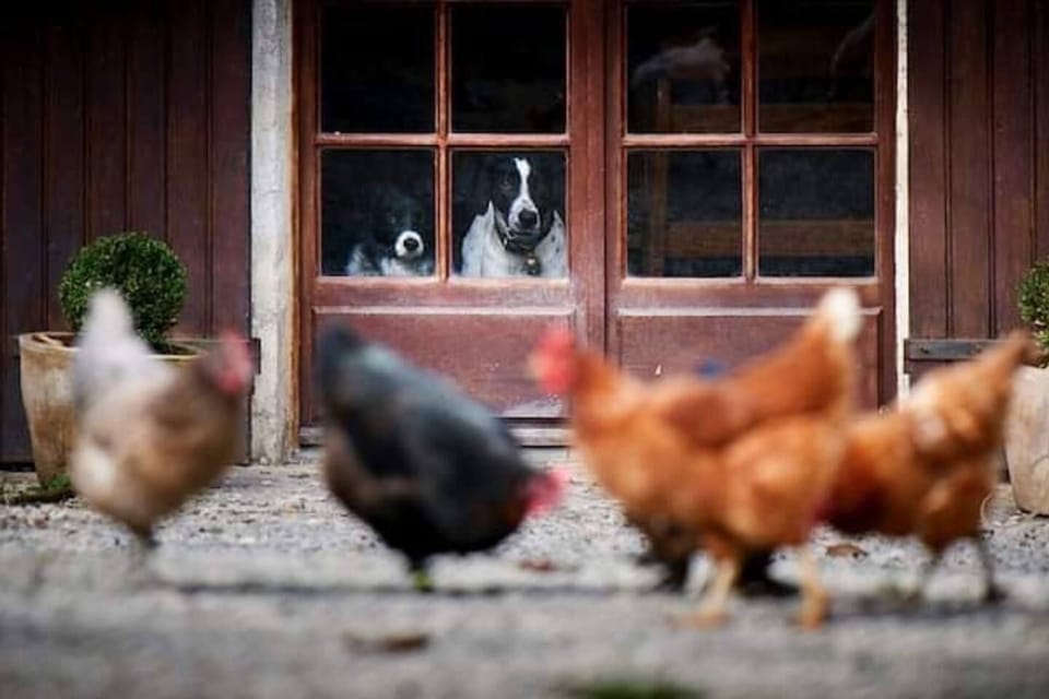 "What shall we have for dinner tonight?"