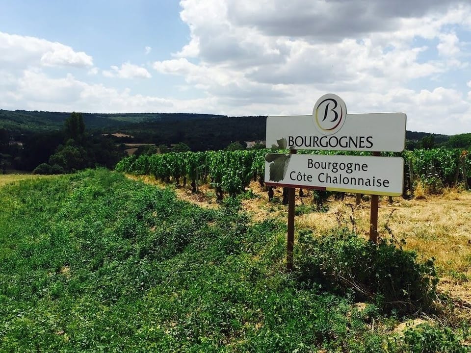 Vineyard