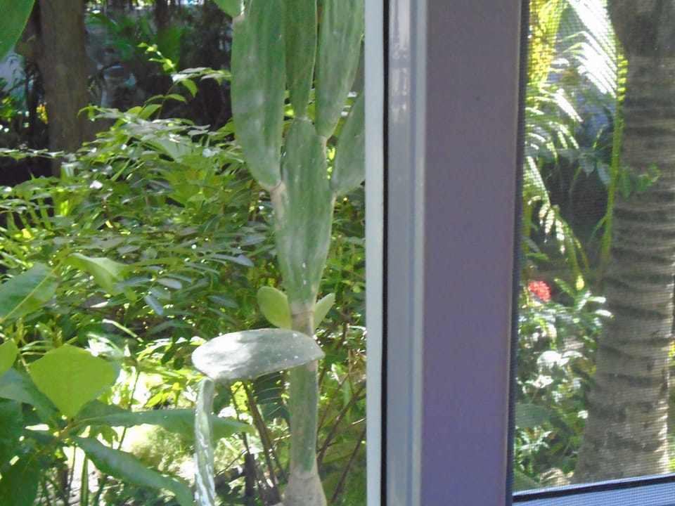 Habitacion  Cuadruple No 9 - Vista a Jardines | Garden view