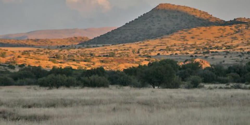 Safari