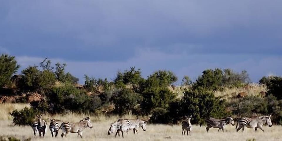 Safari