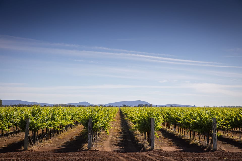 Vineyard