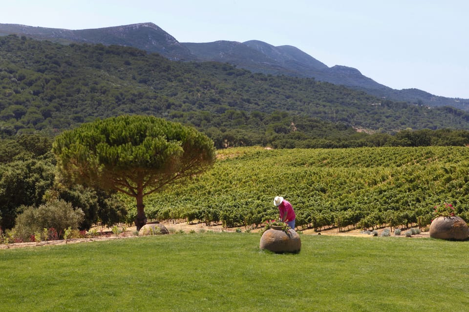 Vineyard