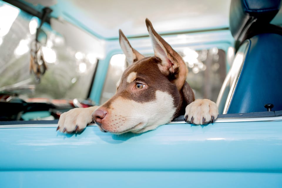 Pet-friendly