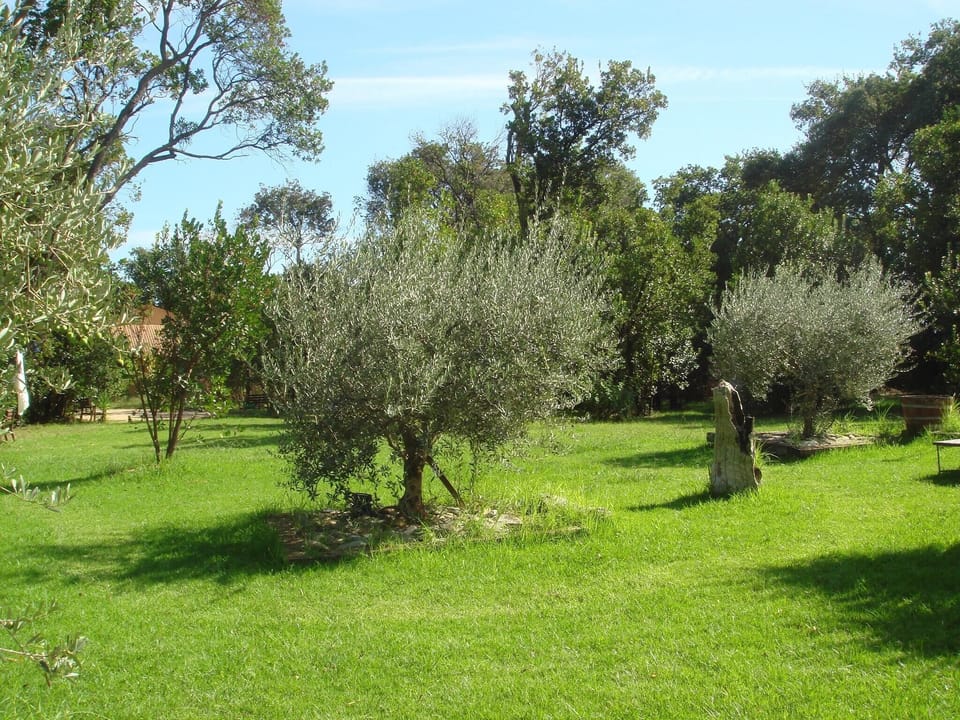 Garden [summer]