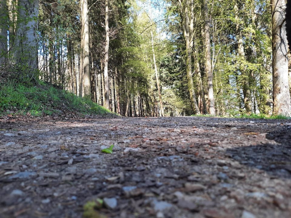 Region [summer] (>5 km)