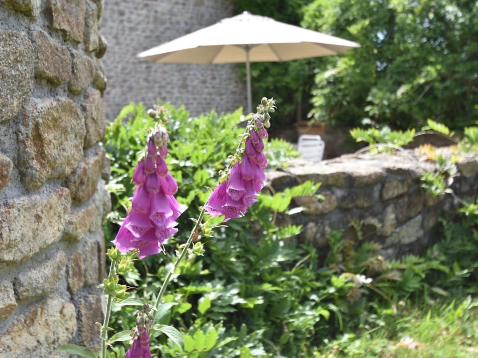 Garden [summer]
