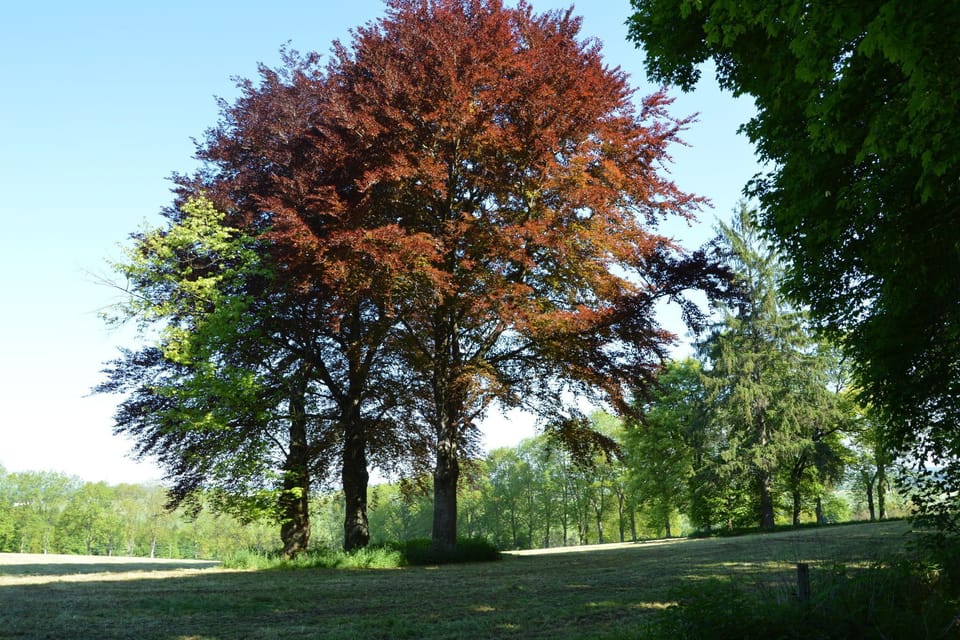 Region [summer] (>5 km)