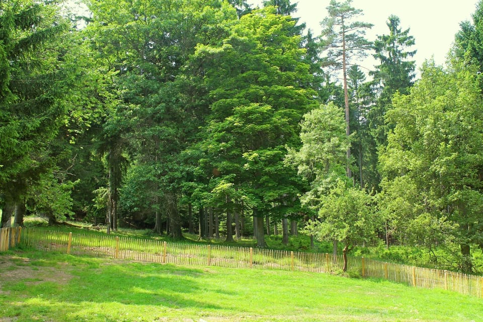 Garden [summer]