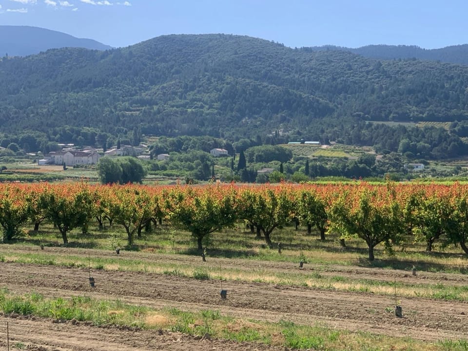 Region [summer] (>5 km)