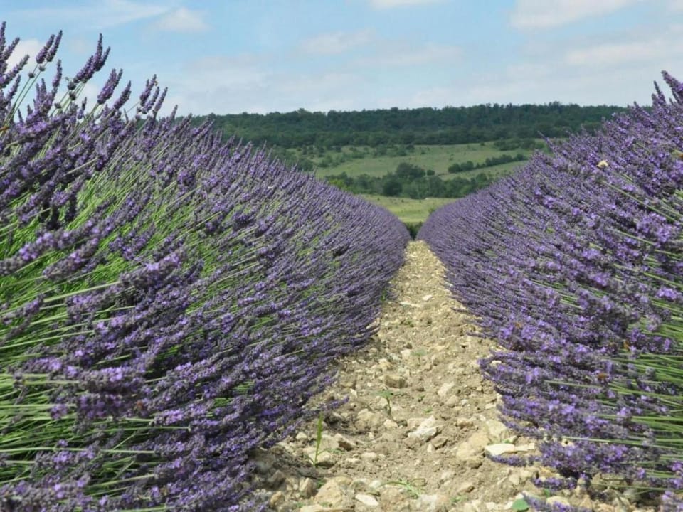 Surroundings [summer] (1-5 km)