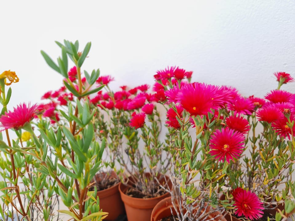 Sunlight House Bed and Breakfast in Faro