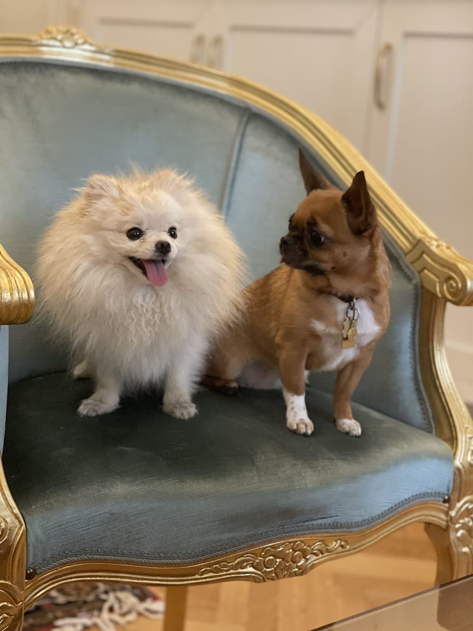 Pet-friendly