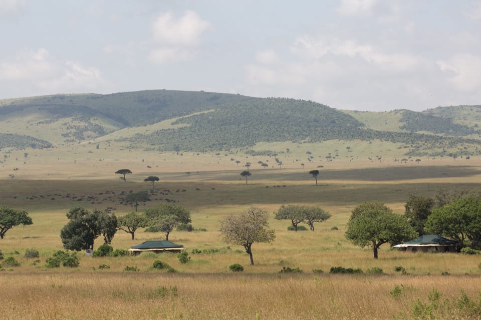 Safari