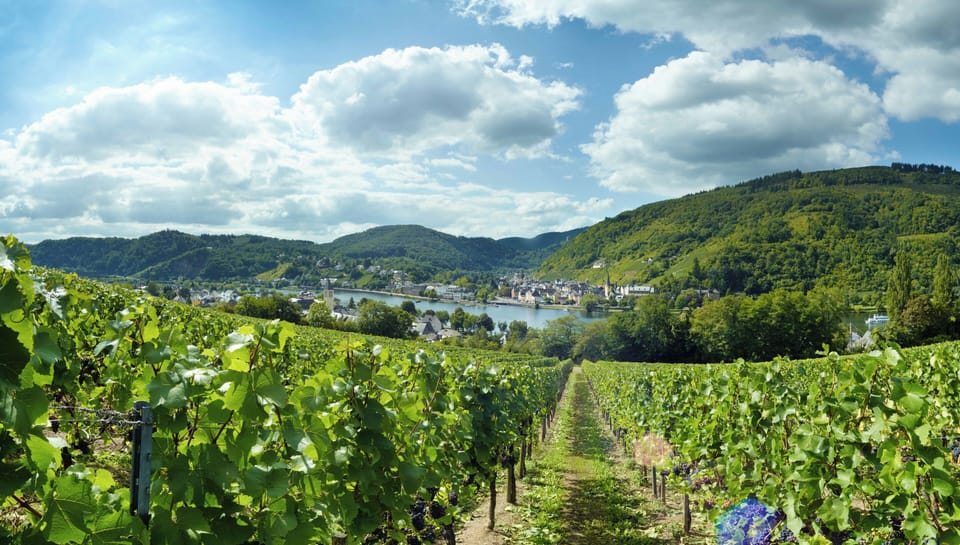 Vineyard