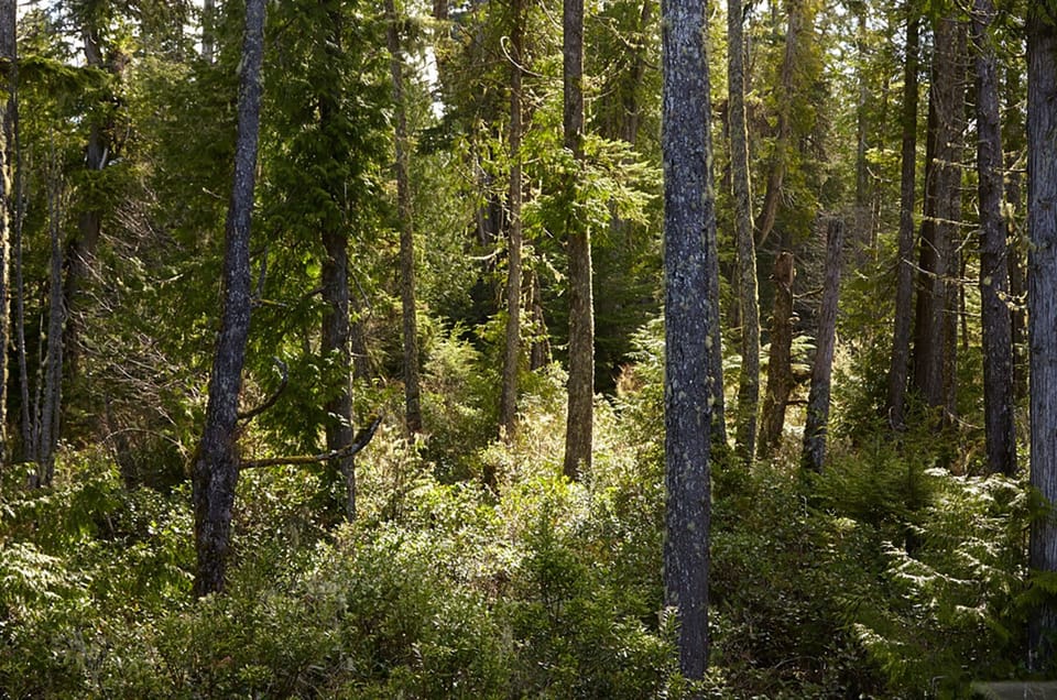 Traditional Room, 1 Queen Bed, Ground Floor | Terrace/patio