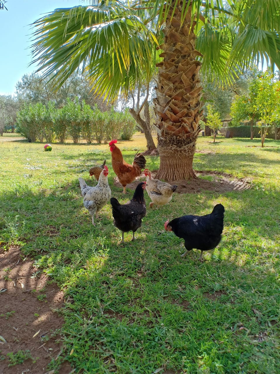 Garden