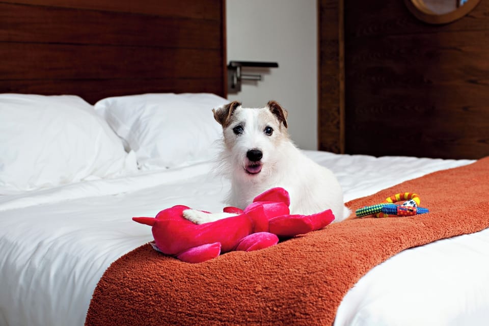 Studio | Premium bedding, in-room safe, iron/ironing board, bed sheets