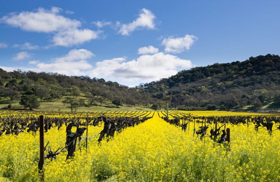 Vineyard