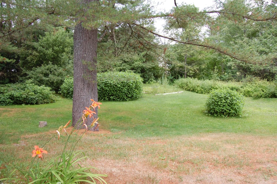 Great back yard