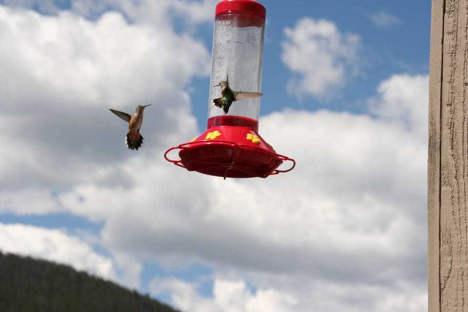 Hummingbirds, view from condo