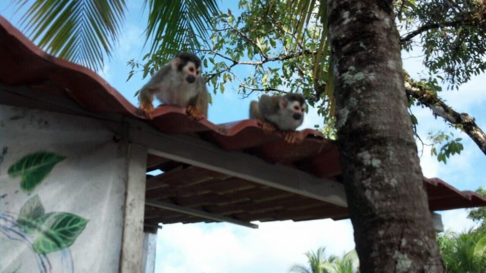 Squirrel Monkeys