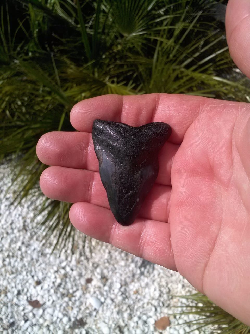 Large prehistoric shark tooth!