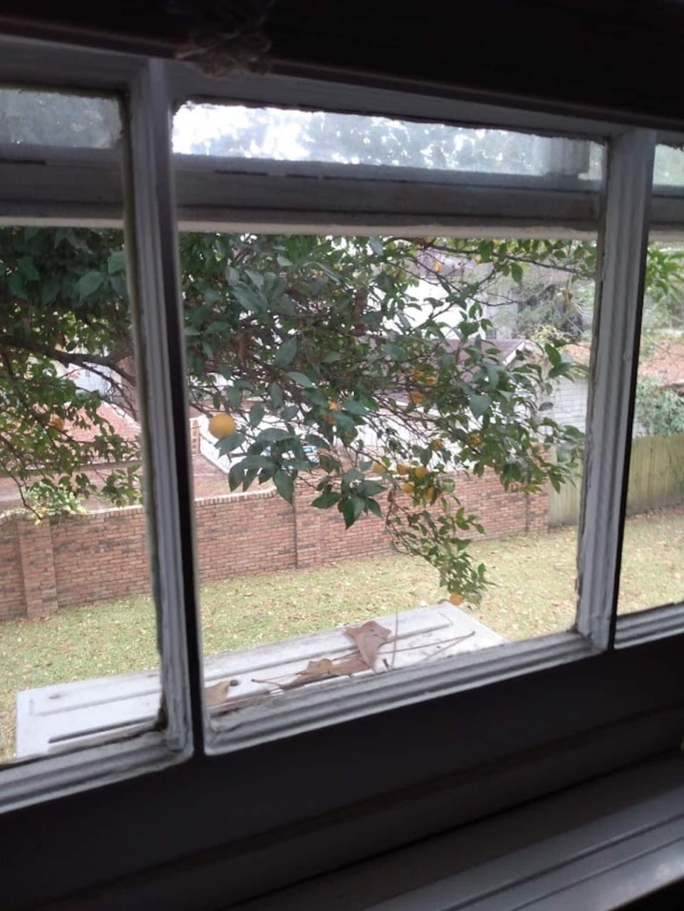 Looking out Apartment Window with full grown orange tree.