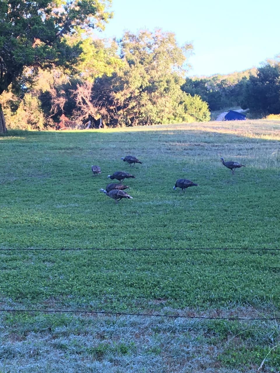 Wild Turkeys