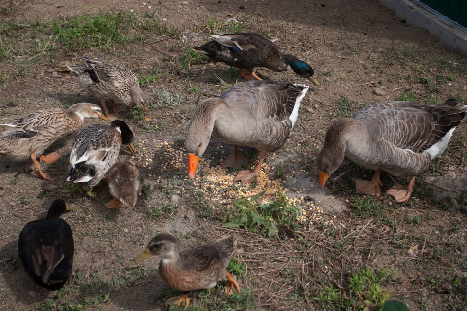 Permanent residents