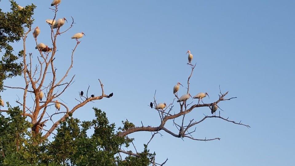 Rookery