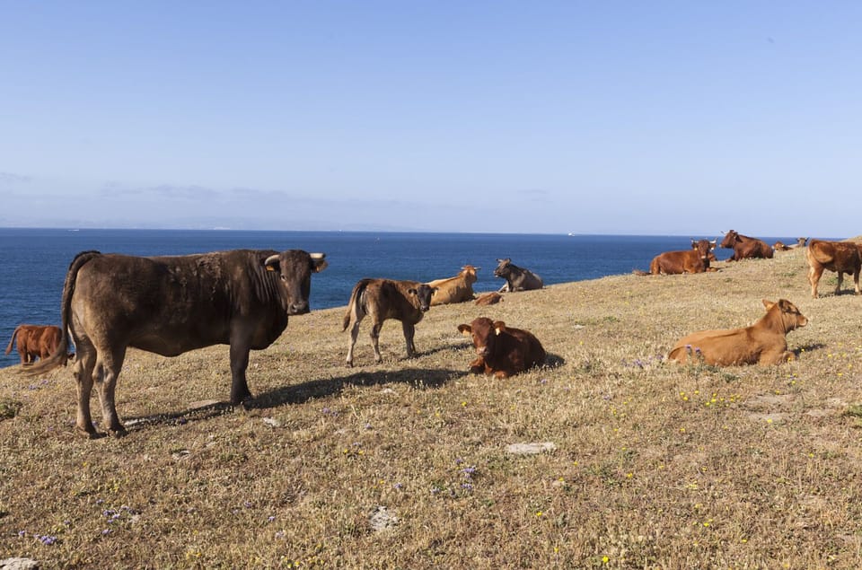 Cows around the property, say hello to them!:)