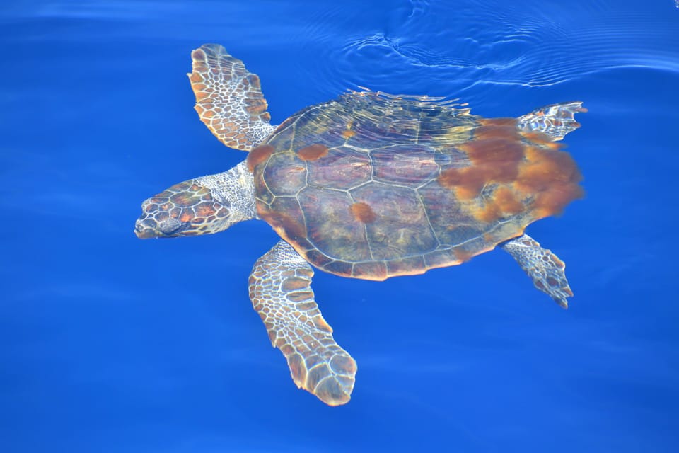 Loggerhead sea turtle - seen on Whalewatching tour starting Genova