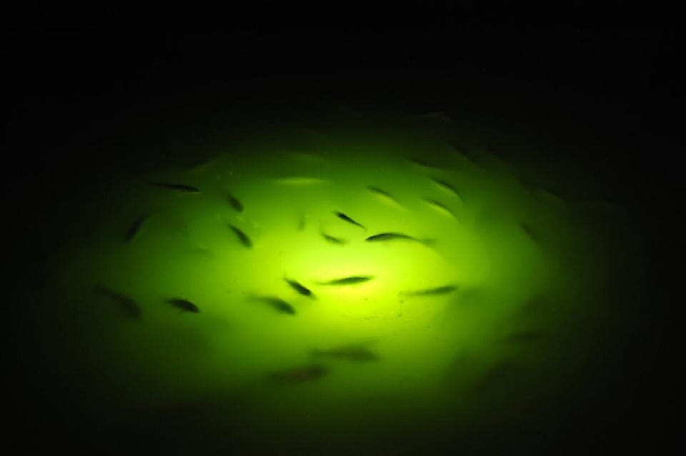 Our extra bright underwater fishing light in action.