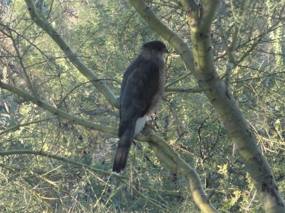 Cooper Hawk on property