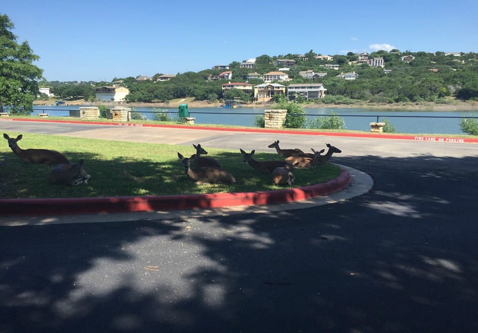 Island on Lake Travis is a deer friendly community. 