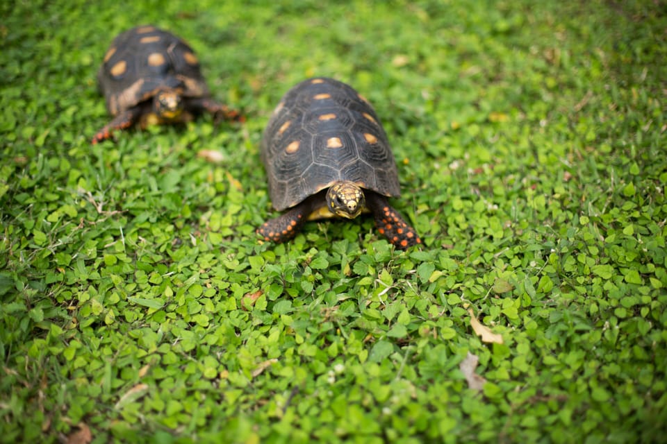 Our daughter may want to introduce you to her pet tortoises.  Tulip and Lilac