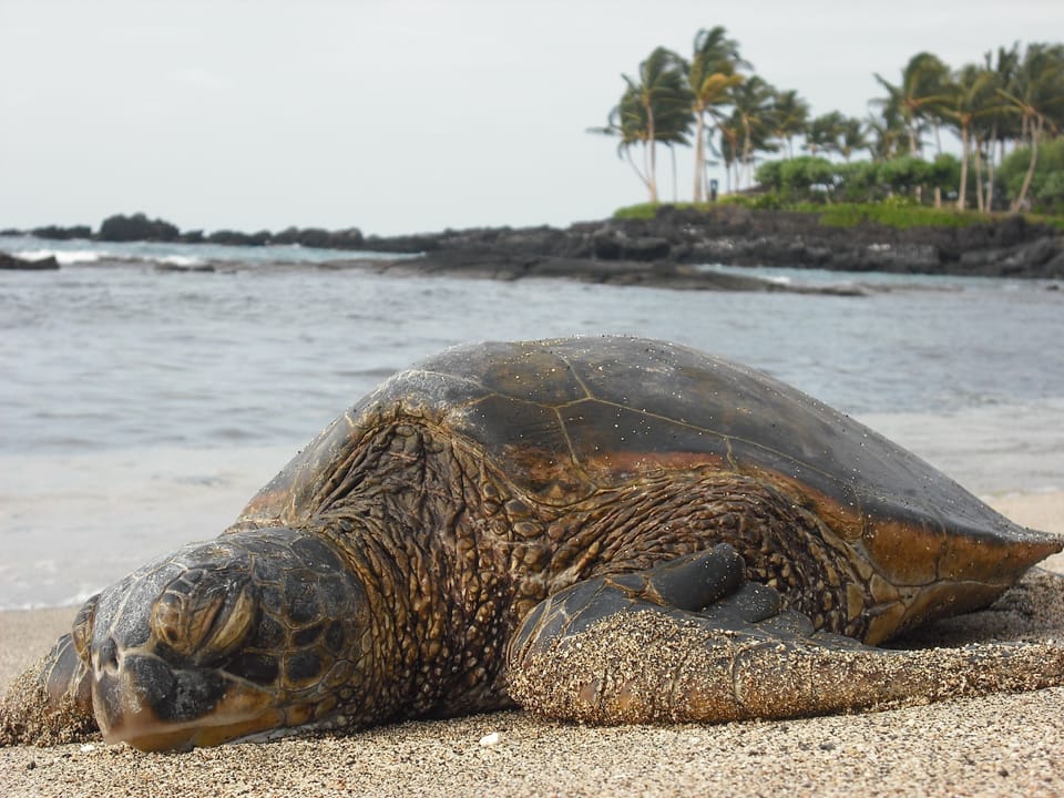 Honu relaxing at Kukio Beach, downhill from Bears' Place Guest House.