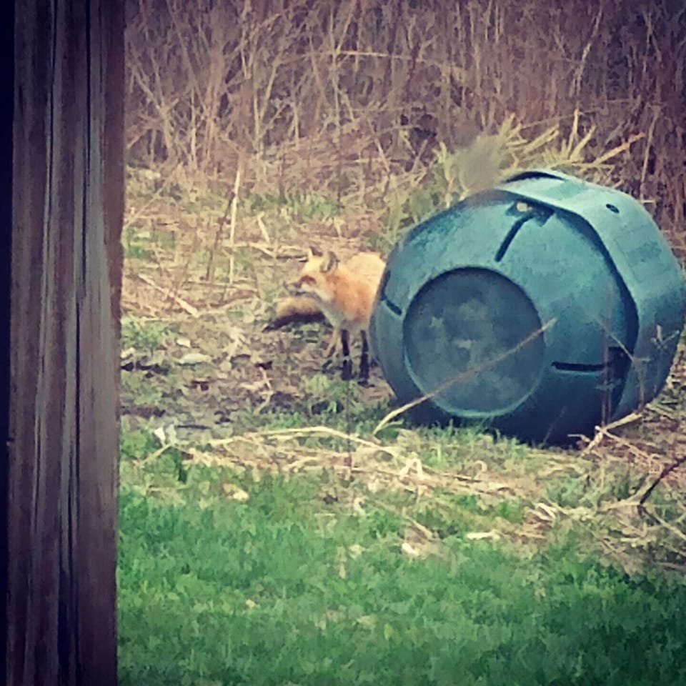 Fox at the compost bin!