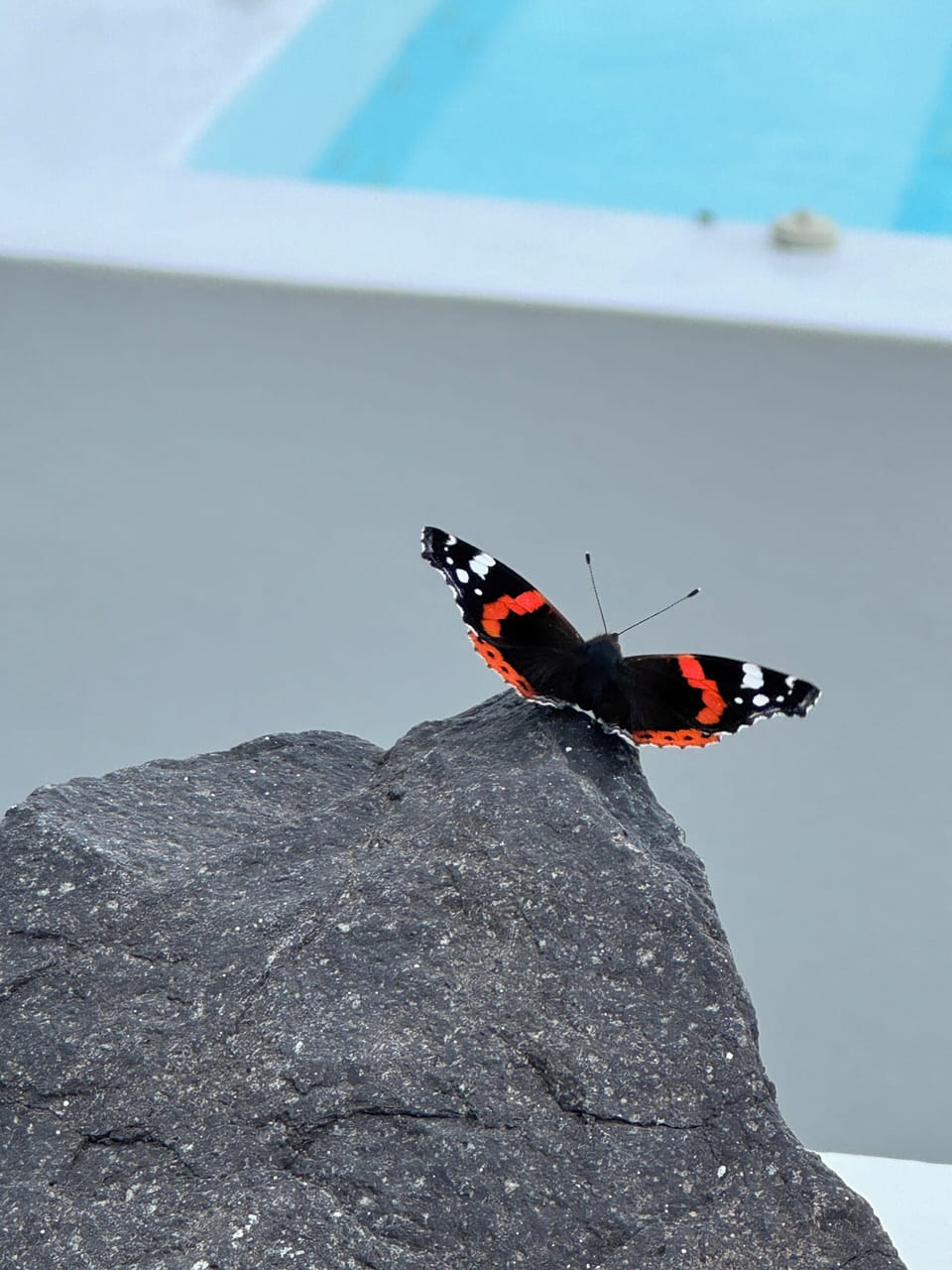 butterfly by the jacuzzi