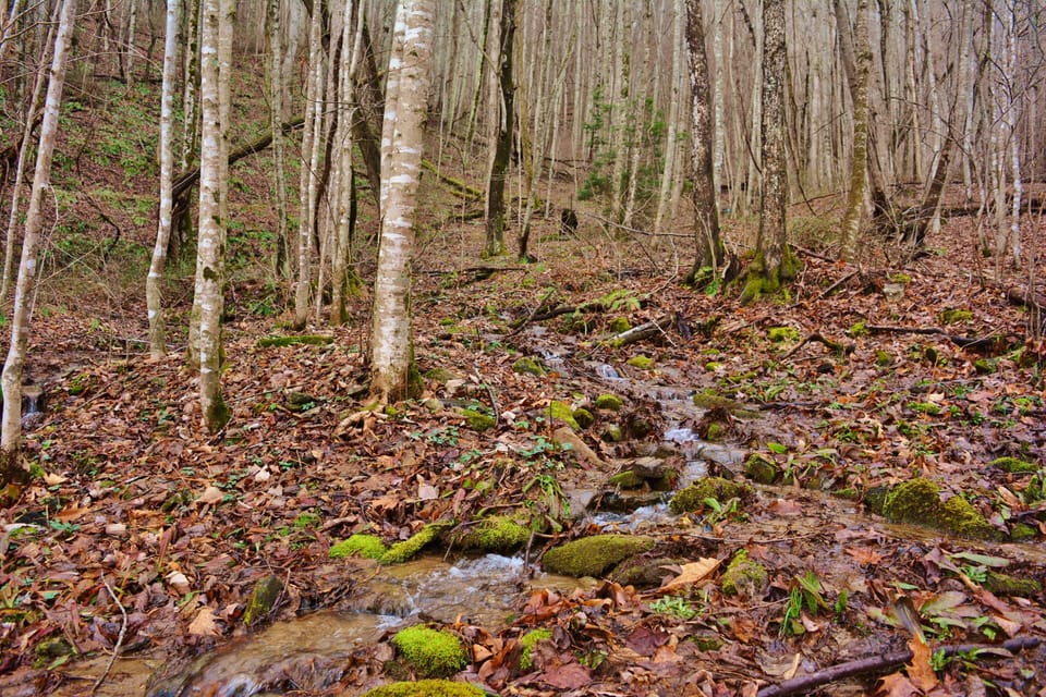 A small creek that runs steps from the cabin!