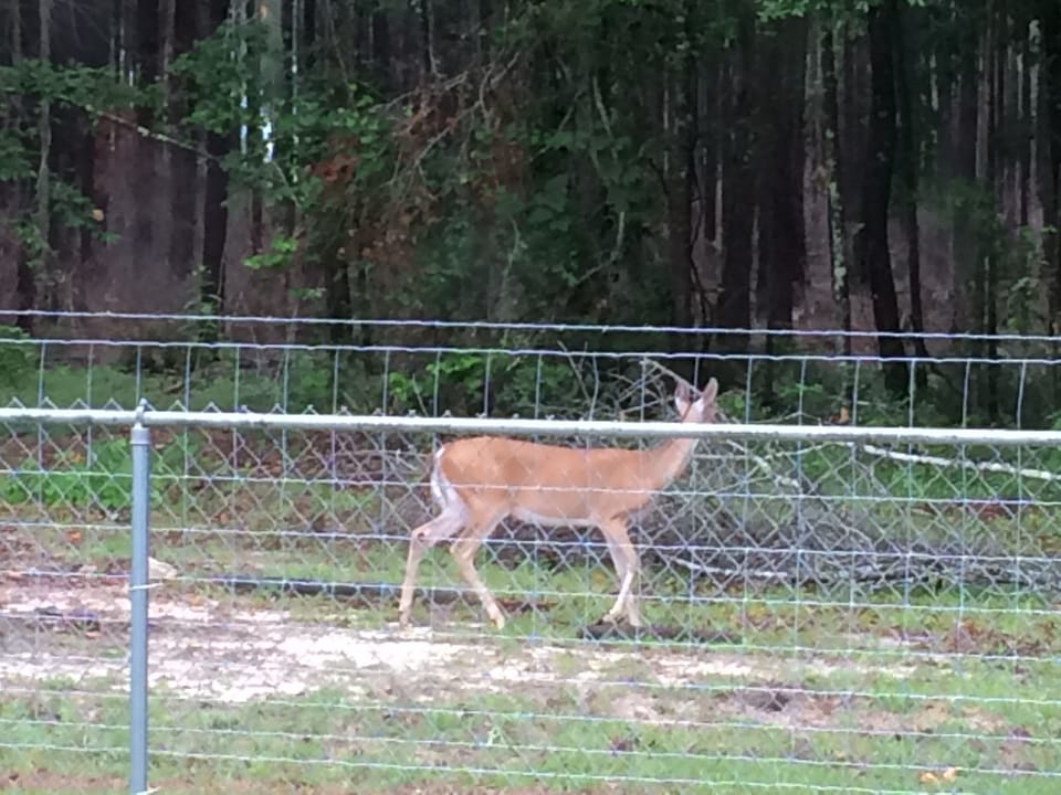 Wildlife at back fence is common.
