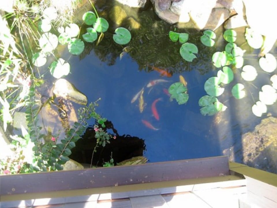 Overlooking Koi pond from the deck.