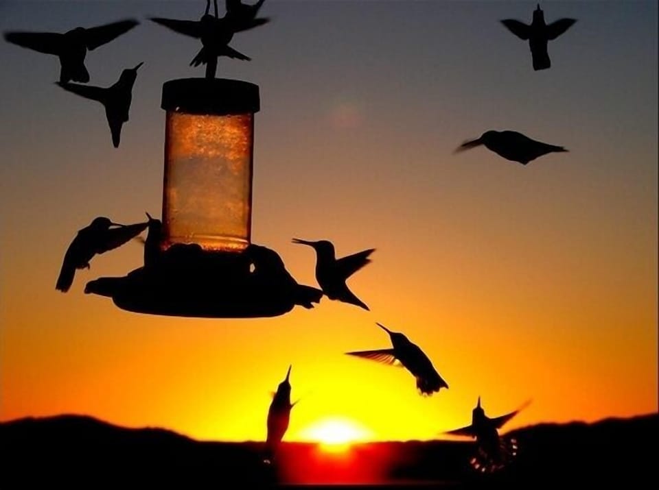 Morning feeding