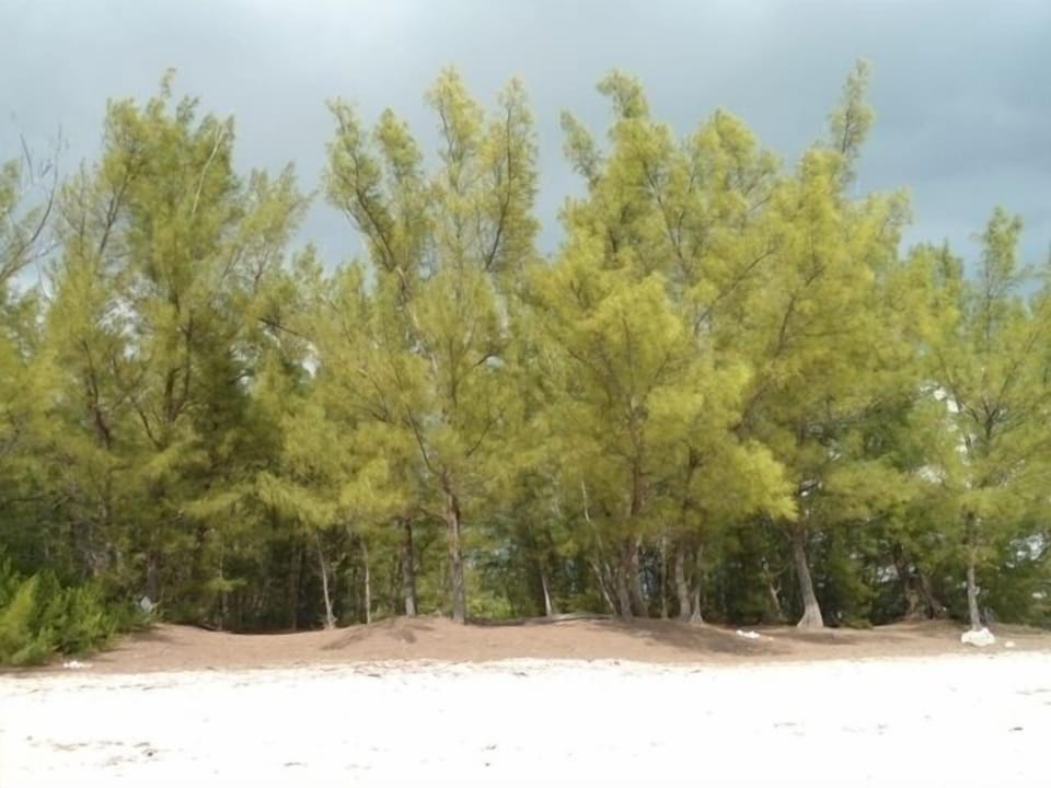 Lovely 2 bedroom condo with ocean view , best location Apartment in Freeport