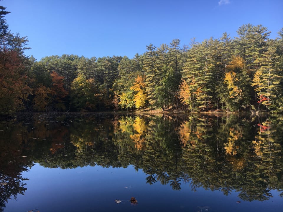 Foliage starting in section of pond where "Walter" aka biggest bass ever lives