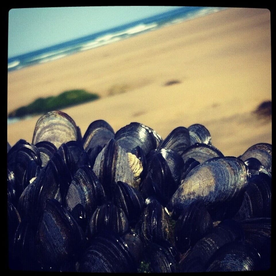 Local Seafood