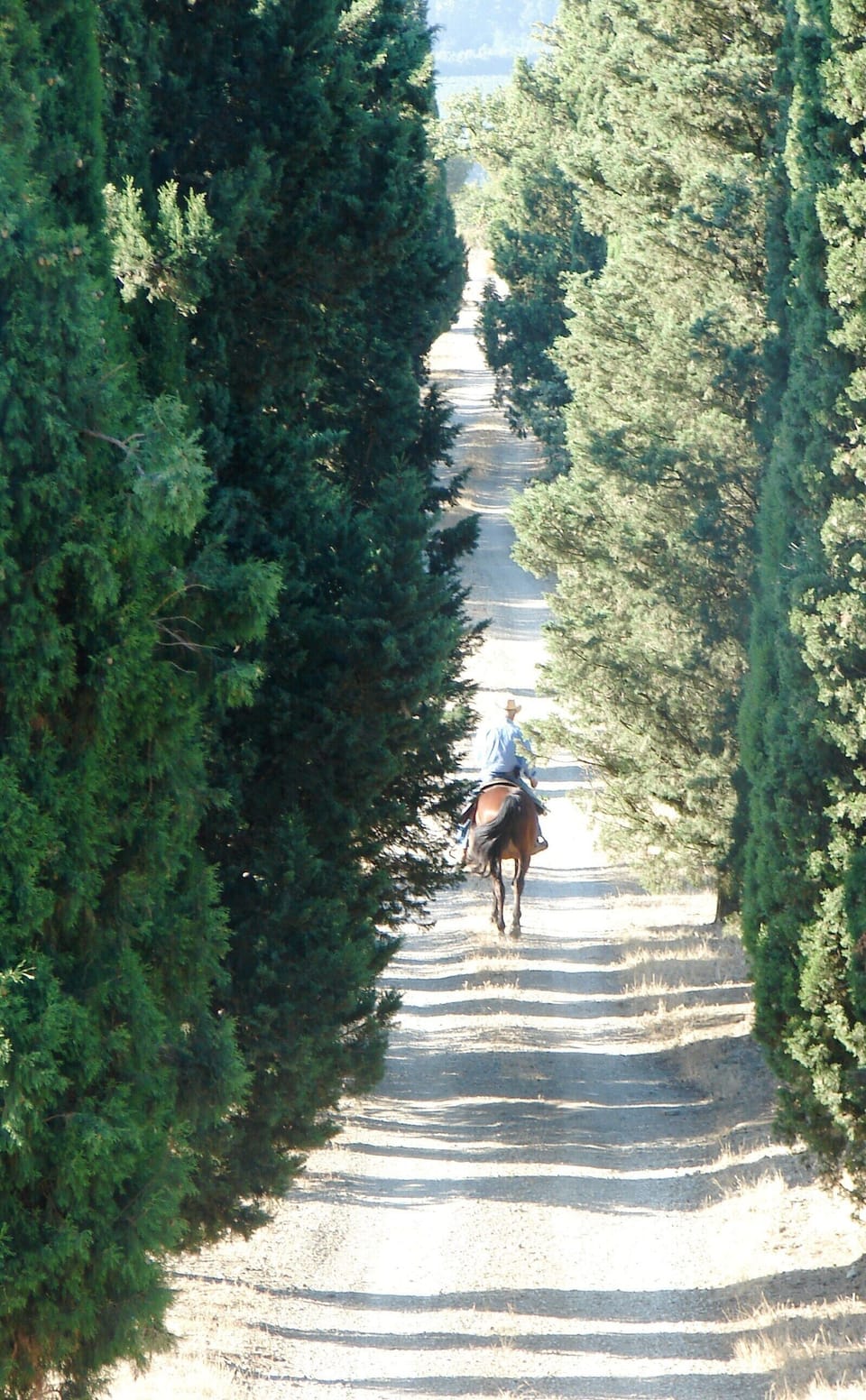 driveway of the property, horse riding