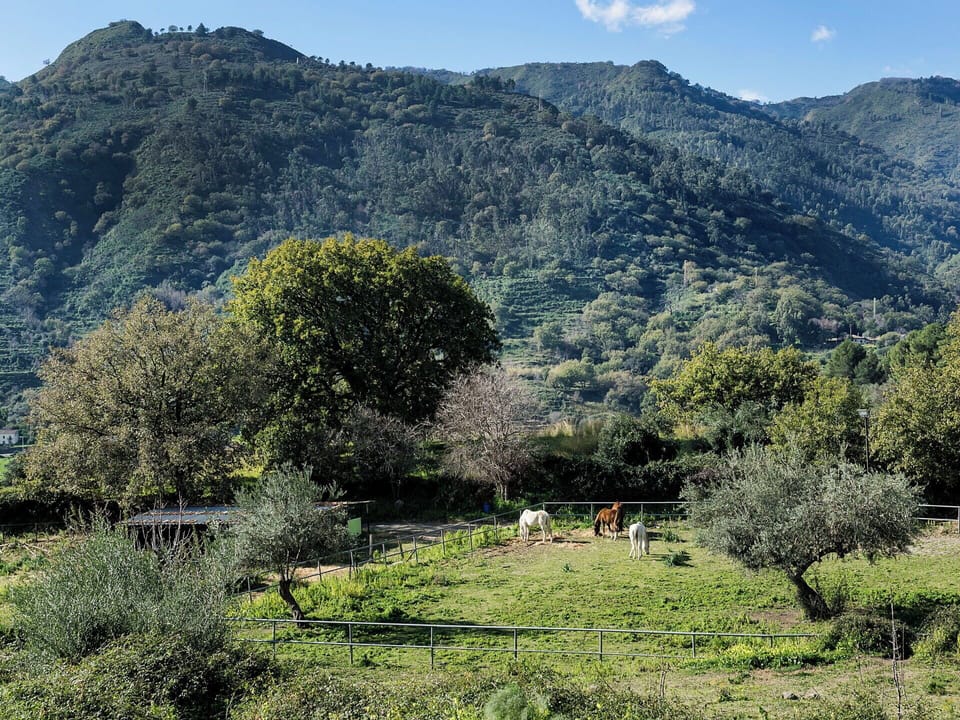The four horses of the owner of Villa Idyllica running freely in this unspoiled scenery