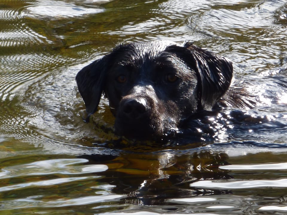 Sooty Swimming in the river.